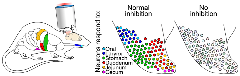 Schematic illustration of selectively tuned brainstem neurons that are topographically organized to represent individual internal organs