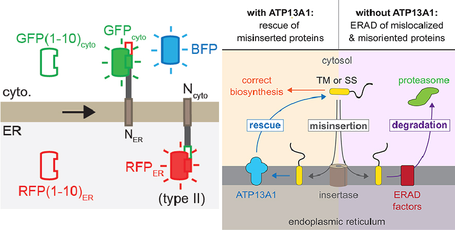 Diagram of split fluorescent protein topology reporter system used in this study. Diagram of how mistargeted or misoriented transmembrane proteins are cleared from the endoplasmic reticulum.