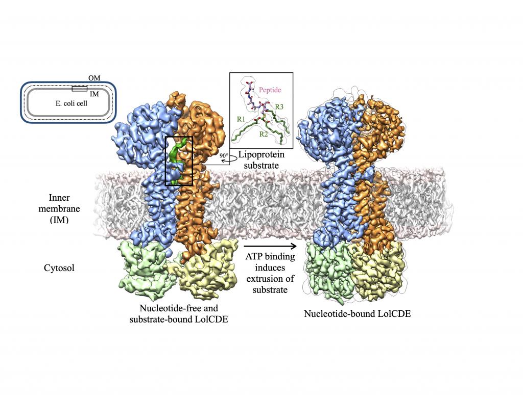 Cryo-em image of LolCDE at ATP-binding site