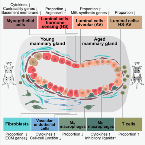 Mammary gland