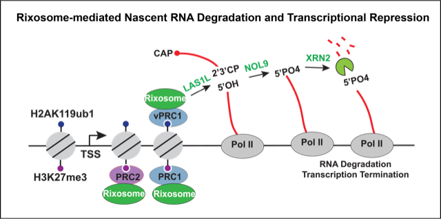 Rixosome-mediated Nascent RNA degradation and transcriptional repression