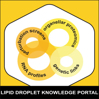 abstract ring visual about knowledge and lipid droplets