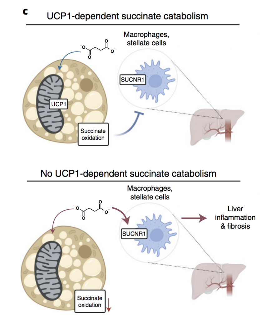 UCP1-dependent and No UPCI-dependent succinate catabolism