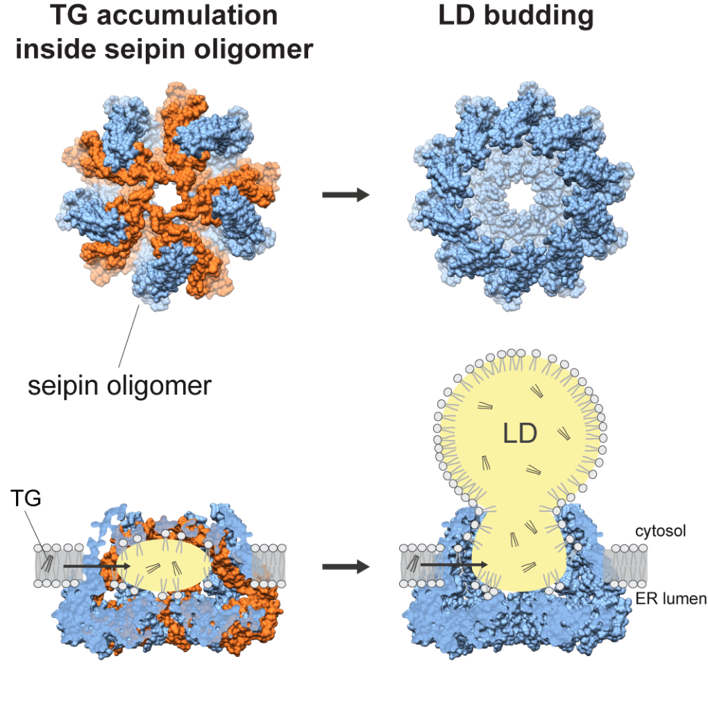 Structure of Seipin in 4 phases