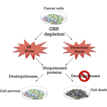 Diagram of cancer cells and GSH depletion