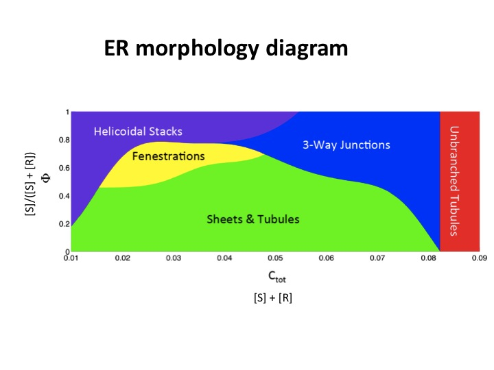 ER morphology diagram