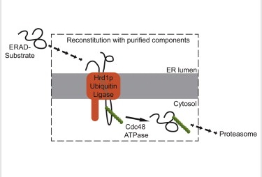 Reconstruction with purified components graphic