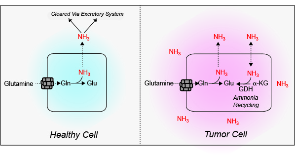 Healthy cell and Tumor cell diagram