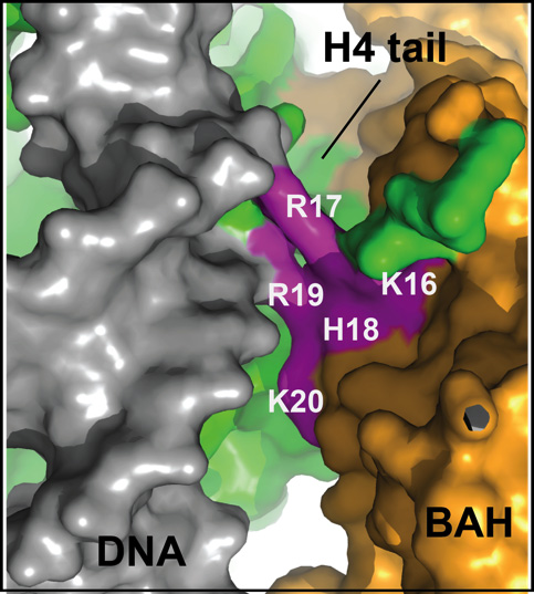 Graphic of DNA