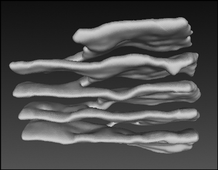 3D reconstruction of an ER sheet connection