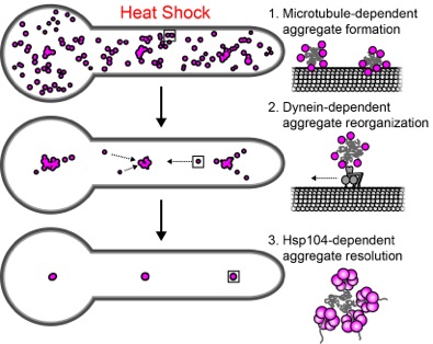 Graphic of Heat shock and aggregate formation, reorganization, and resolution