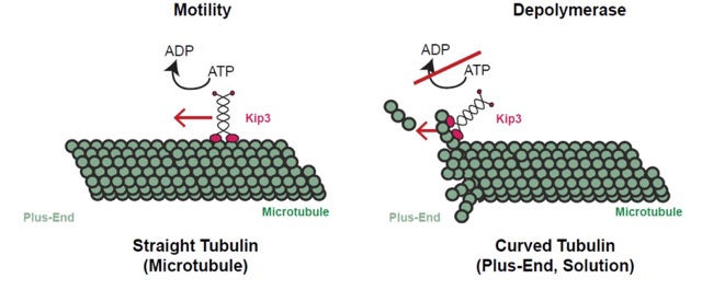 Graphic of Motility of Straight Tubulin and Depolymerase of Curved Tubulin