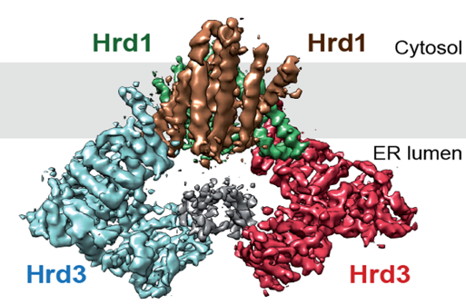 Graphic of HRD1 and HRd3