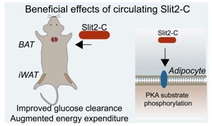 Beneficial effects of circulating SLit2-C diagram