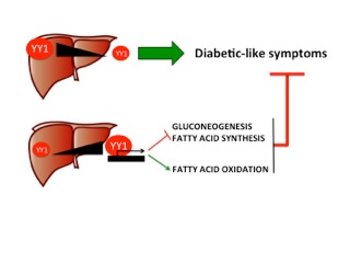 Graphic of liver and diabetes