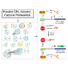 Parallel CRL adaptor Capture Proteomics graphic