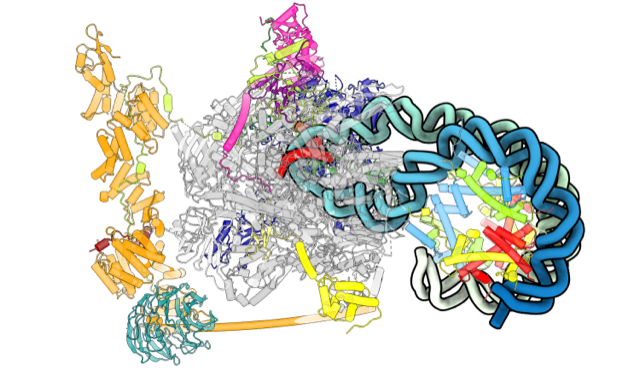 Image of RNA polymerase II-nucleosome complex with rewrapped DNA