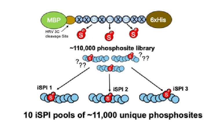 A diagram describing the iSPI Phosphoproteomics Resource, with >110,000 phosphopeptides separated into pools with unique positional isomers.