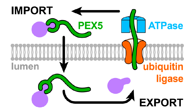 Diagram illustrating the proposed model of peroxisomal protein import.