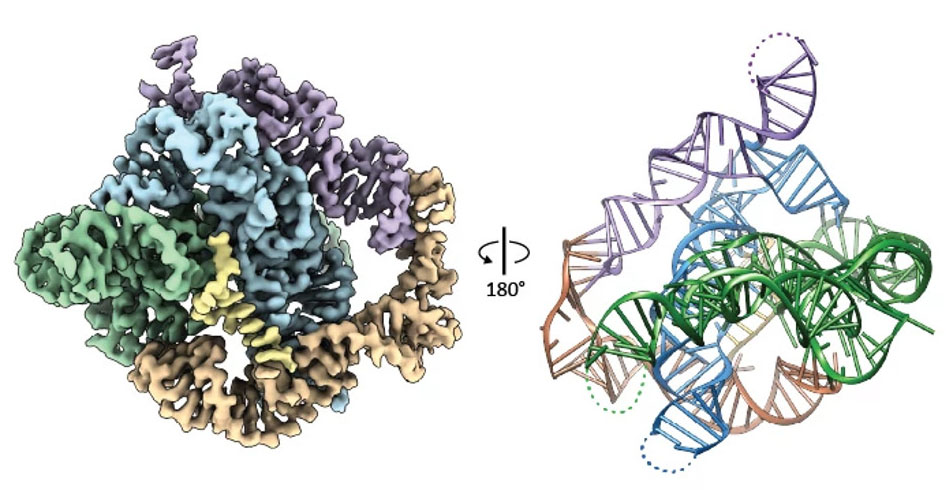 RNA cryo-EM structures at near-atomic resolution
